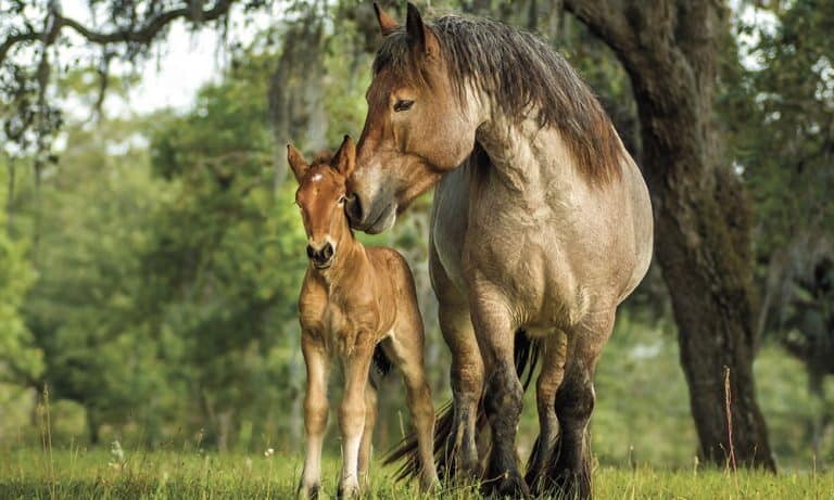 Ardennes Mare and Foal